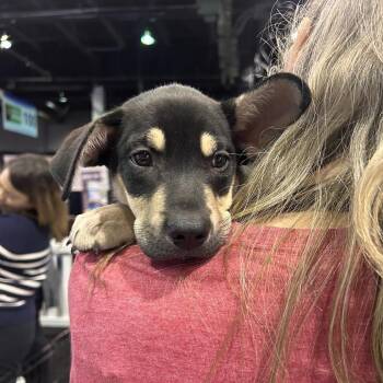 Mozart -  Mixed Breed Dog for Adoption in Wheeling, Illinois - Mozart | PetCurious