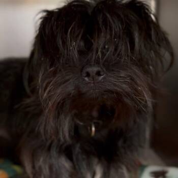 Hashbrown -  Schnauzer and Mixed Breed Dog for Adoption in Fort Smith, Arkansas - Hashbrown | PetCurious