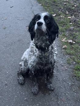 Luna -  English Springer Spaniel Dog for Adoption in North Vancouver, British Columbia - Luna | PetCurious