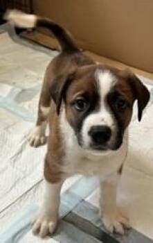 PennieLyn (BrownCollar) -  Boxer and Mixed Breed Dog for Adoption in Simcoe, Ontario - PennieLyn (BrownCollar) | PetCurious