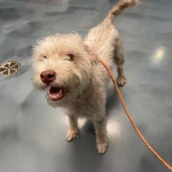 Nutmeg -  Mixed Breed Dog for Adoption in New York, New York - Nutmeg | PetCurious