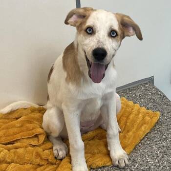 Sunflower -  Catahoula Leopard Dog and Hound Dog for Adoption in Kanab, Utah - Sunflower | PetCurious