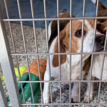 Lucy -  Beagle Dog for Adoption in Madisonville, Tennessee - Lucy | PetCurious