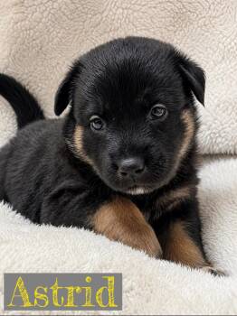 Astrid -  German Shepherd Dog and Siberian Husky Dog for Adoption in Pleasant Hill, California - Astrid | PetCurious