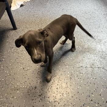 TUSC-Stray-84850 -  Pit Bull Terrier and Mixed Breed Dog for Adoption in Tuscaloosa, Alabama - TUSC-Stray-84850 | PetCurious