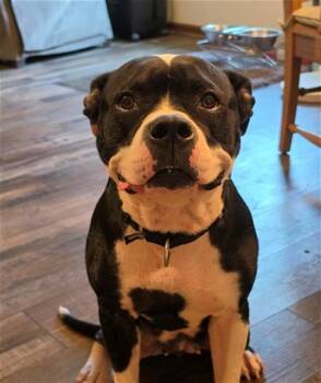 BIBBY -  Boxer and Mixed Breed Dog for Adoption in Omaha, Nebraska - BIBBY | PetCurious