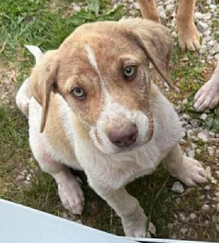 Sully -  Australian Shepherd and Hound Dog for Adoption in Cincinnati, Ohio - Sully | PetCurious