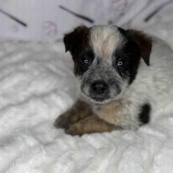 Australian Shepherd and Australian Cattle Dog Blue Heeler Dogs Available for Adoption in Atlanta, Texas - Levi | PetCurious