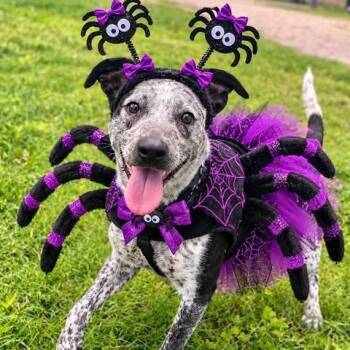Speckles -  Australian Cattle Dog Blue Heeler Dog for Adoption in Center Point, Texas - Speckles | PetCurious