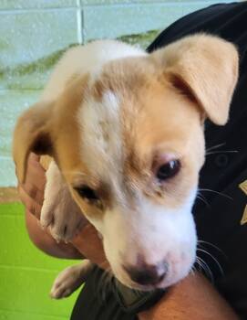 Rescue Labrador Retriever Dogs for Adoption in Lawrenceville, Georgia - Pen 215 Boscoe | PetCurious