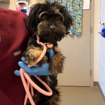 Poodle and Mixed Breed Dogs Available for Adoption - Teddy | PetCurious