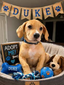 Duke -  Beagle Dog for Adoption in San Tan Valley, Arizona - Duke | PetCurious