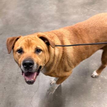 Cory ( cody) -  Labrador Retriever and Mixed Breed Dog for Adoption in Tampa, Florida - Cory ( Cody) | PetCurious