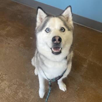 Husky Dogs Available for Adoption - Thelma | PetCurious