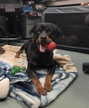 ALMA -  Rottweiler Dog for Adoption in Chapel Hill, North Carolina - ALMA | PetCurious