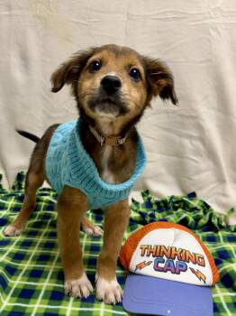 Chihuahua and Australian Shepherd Dogs Available for Adoption - Bacon The Mixed Breed Puppy! | PetCurious