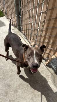 Pit Bull Terrier Dogs Available for Adoption in Los Angeles, California - Lanie | PetCurious