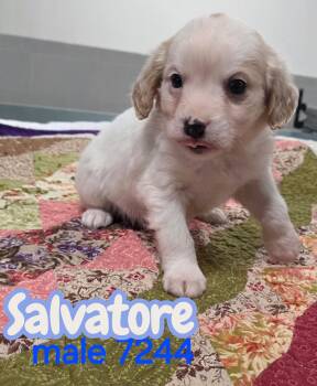 Cavalier King Charles Spaniel and Eskimo Dog Dogs Available for Adoption - Salvatore  | PetCurious