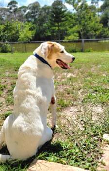 Woody -  Mixed Breed Dog for Adoption in Vero Beach, Florida - Woody | PetCurious