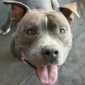 Clyde -  American Staffordshire Terrier Dog for Adoption in Show Low, Arizona - Clyde | PetCurious