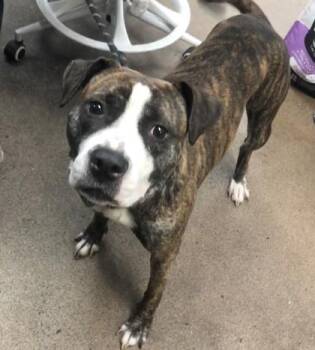 Cinnamon Roll -  Mixed Breed Dog for Adoption in West Chester, Pennsylvania - Cinnamon Roll | PetCurious