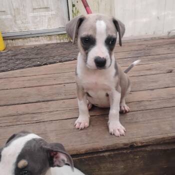 Precious -  Feist and Chihuahua Dog for Adoption in Semmes, Alabama - Precious | PetCurious