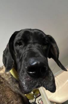 Rescue Great Dane Dogs for Adoption in Pine Beach, New Jersey - Sadie | PetCurious