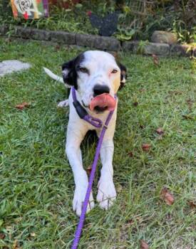 Holly -  Mixed Breed Dog for Adoption in Eutawville, South Carolina - Holly | PetCurious