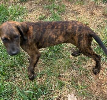 Hank -  Golden Retriever and Boxer Dog for Adoption in Fenton, Missouri - Hank | PetCurious