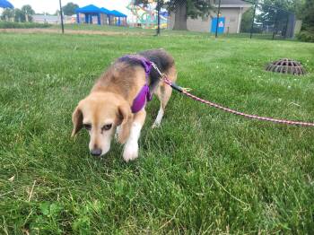 Jelly -  Beagle Dog for Adoption in Hainesville, Illinois - Jelly | PetCurious