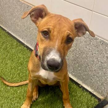 Summer -  Mixed Breed Dog for Adoption in Glen Rock, New Jersey - Summer | PetCurious