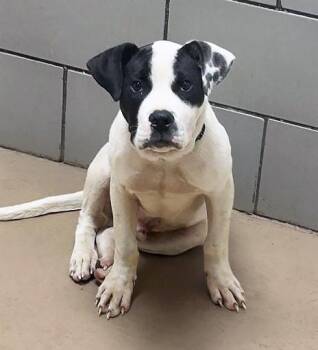 Mixed Breed Dogs Available for Adoption in Nashville, Tennessee - The Spot | PetCurious