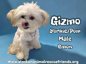 Yorkshire Terrier and Pomeranian Dogs Available for Adoption - Gizmo | PetCurious