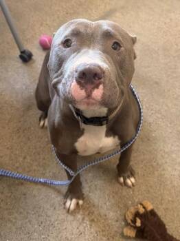 Sassafrass -  Pit Bull Terrier Dog for Adoption in Cleveland, Ohio - Sassafrass | PetCurious