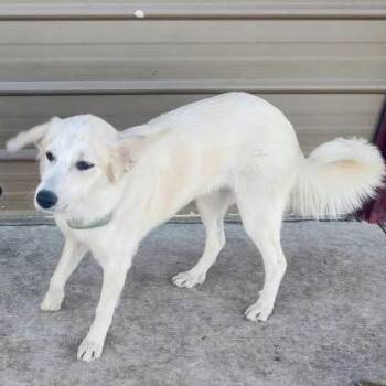 Border Collie and Great Pyrenees Dogs Available for Adoption - Cherie | PetCurious