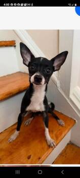 Bruce -  Chihuahua Dog for Adoption - Bruce | PetCurious