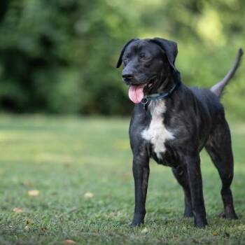Rescue Black Labrador Retriever and Mixed Breed Dogs for Adoption in Rossville, Georgia - Lee | PetCurious