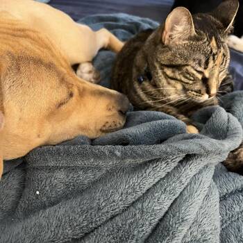 Sunshine -  Pit Bull Terrier and Mixed Breed Dog for Adoption in TIMBERCRK CYN, Texas - Sunshine | PetCurious