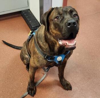 Mastiff Dogs Available for Adoption in Oakland, California - Princess Bubblegum | PetCurious