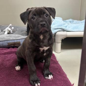 Scooter 54289 -  Pit Bull Terrier and Akita Dog for Adoption in Las Vegas, Nevada - Scooter 54289 | PetCurious