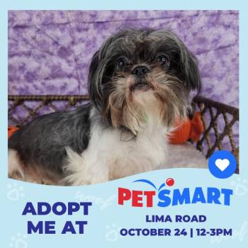 Diamond -  Shih Tzu Dog for Adoption in Fort Wayne, Indiana - Diamond | PetCurious