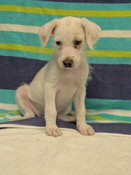 Sarah -  Beagle and Mixed Breed Dog for Adoption in Aiken, South Carolina - Sarah | PetCurious