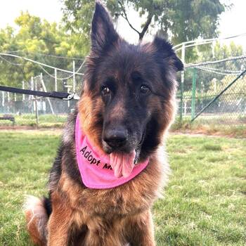 German Shepherd Dog Dogs Available for Adoption - Pamela | PetCurious