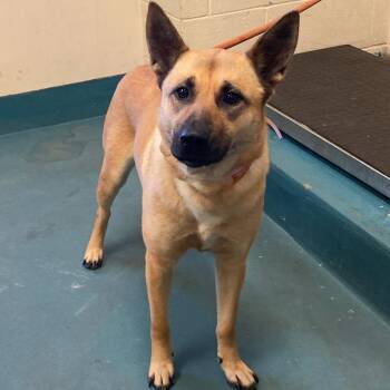 Mixed Breed Dogs Available for Adoption in Memphis, Tennessee - PIXIE | PetCurious