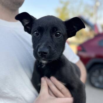 Shepherd Dogs Available for Adoption - Sili | PetCurious