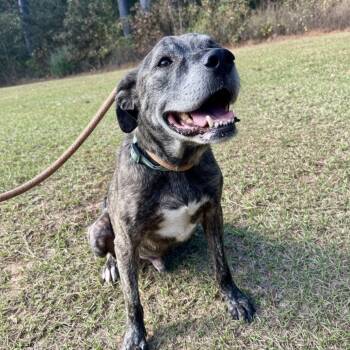 Rescue Pit Bull Terrier Dogs for Adoption in Palestine, Texas - BRODUS | PetCurious