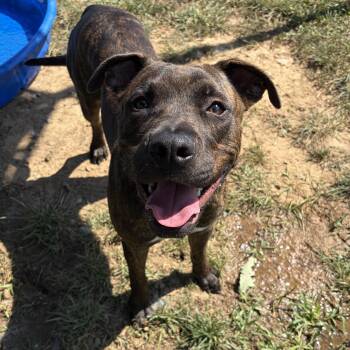 Snickers (ID 52948) -  Pit Bull Terrier Dog for Adoption in Manassas, Virginia - Snickers (ID 52948) | PetCurious