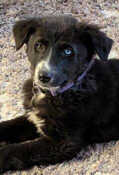 German Shepherd Dog and Great Pyrenees Dogs Available for Adoption - Derby | PetCurious