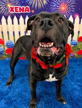 Xena -  Mixed Breed Dog for Adoption in Flint, Michigan - Xena | PetCurious