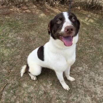 Australian Shepherd and Border Collie Dogs Available for Adoption - Cookie | PetCurious
